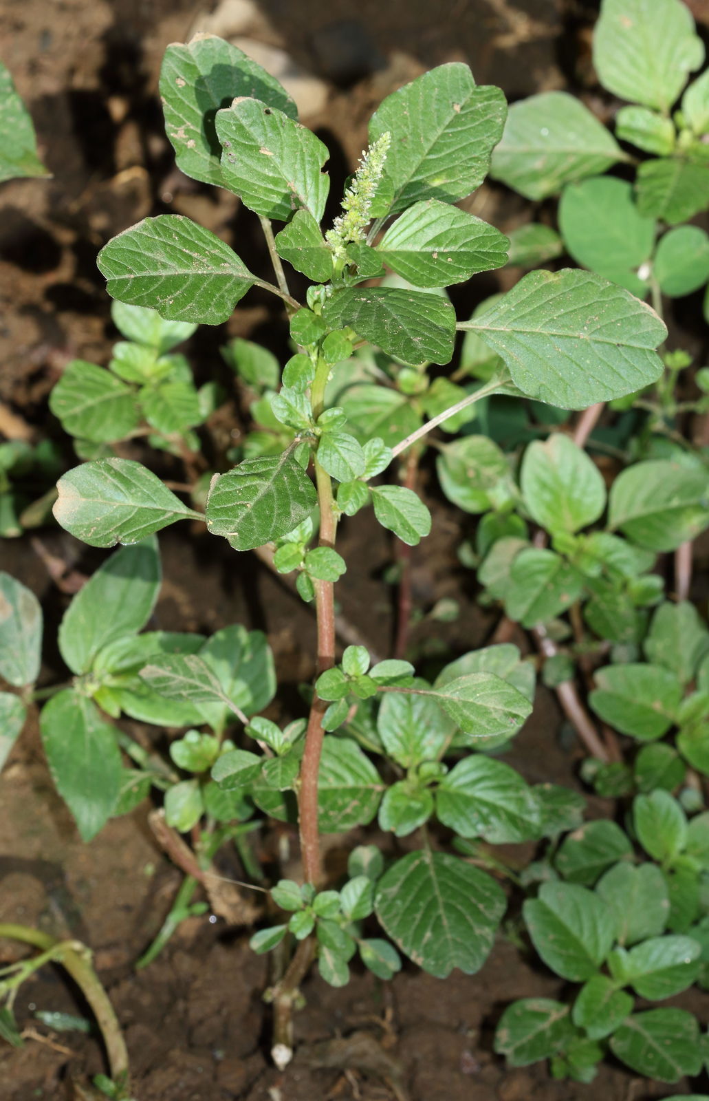 Amaranthus blitum